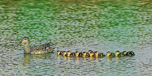 欧美服PS Plus二档三档会员8月新入库游戏公布：《巫师3》领衔